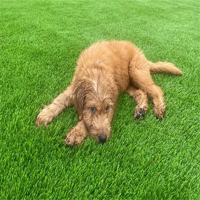 60mm Green Color Synthetic Turf Grass Artificial Turf Carpet Roll Lawn with SPU/SBR Coating